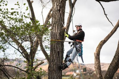 Tree Trimming Insurance in Baxter, MN by RG Insurance ~A Strong Company